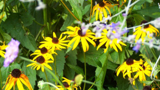 Yellow flowers green grass purple - yellow flower free wallpaper