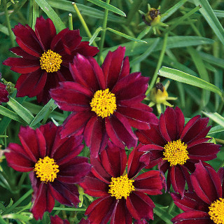 Red flowers yellow centers grass - water droplet free wallpaper