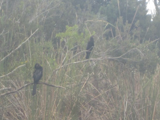 Birds branch field grass trees - tall grass and trees free wallpaper