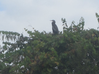 Bird sitting tree branch forest - bird free wallpaper