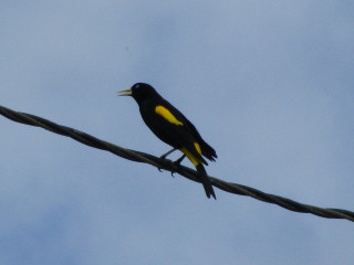 Bird sitting wire sky yellow - free bird wallpaper