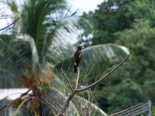 Bird perched tree branch forest - bird free wallpaper