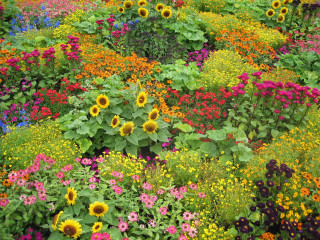 Flower field vivid colors puzzle - rich free wallpaper