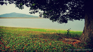 Tree lake mountain cloudy day - ding guanpeng free wallpaper