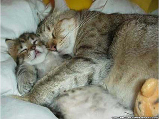 Cat sleeping stuffed animal massurrealism - stuffed free wallpaper