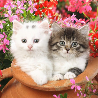 Kittens flower pot blue eyes - the camera free wallpaper