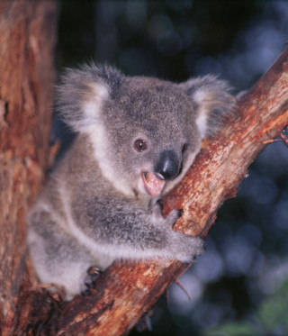 Koala sitting open mouth blurry - australian tonalism free wallpaper