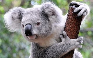Koala bear sitting tree branch 2 - aloysius okelly free wallpaper