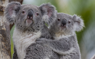 Two koalas sitting tree holding - aloysius okelly free wallpaper