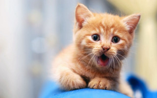 Orange kitten blue object mouth - a small orange kitten free wallpaper