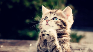 Kitten blue eyes standing paw 2 - a kitten free wallpaper