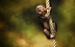 Monkey hanging rope blurry background - a monkey free wallpaper