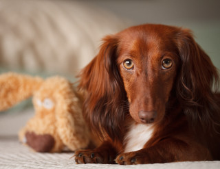 Dog laying bed stuffed animal 2 - stuffed free wallpaper