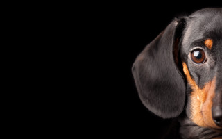 Black brown dog digital painting - dog free wallpaper