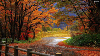 Autumn foliage road fence bench - fall foliage free wallpaper