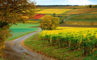 Dirt road autumn leaves sunset 2 - flower and trees free wallpaper