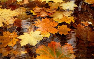 Leaves ground water falling autumn - ecological art free wallpaper