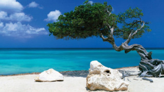 Tree beach rock water blue - a beach free wallpaper