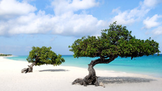 Trees beach water sand blue - a couple of trees free wallpaper