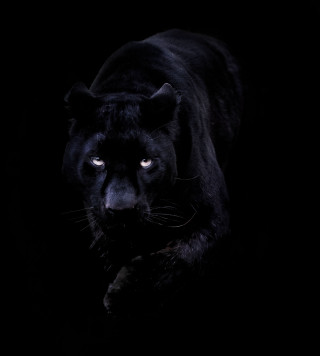 Black panther blue eyes walking - derold page free wallpaper