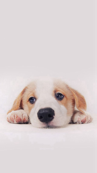 Puppy laying sad head down - his face free wallpaper