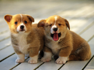 Puppies wooden floor mouthed open - two puppy free wallpaper
