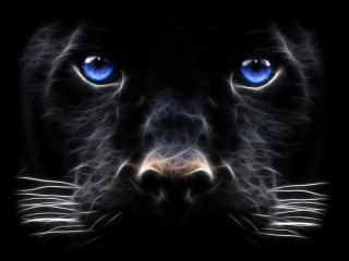 Black cat blue eyes night - alison kinnaird free wallpaper