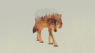 Wolf walking snow trees background - caspar wolf free wallpaper