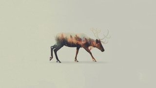 Colorful deer walking white background - body free wallpaper