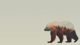 Bear gray sky trees blurry - a gray sky free wallpaper