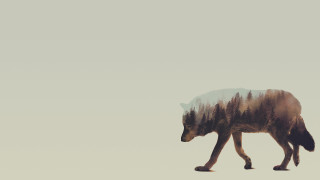 Wolf walking field trees sky - the background and a sky background free wallpaper