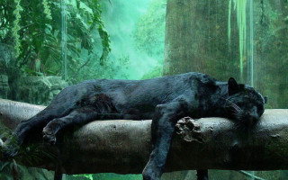 Black cat sleeping log forest - a green background free wallpaper