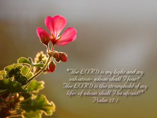 Pink flower bible verse quote - radiant free wallpaper