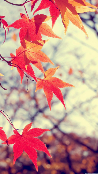 Tree red leaves fall sky - the fall season free wallpaper