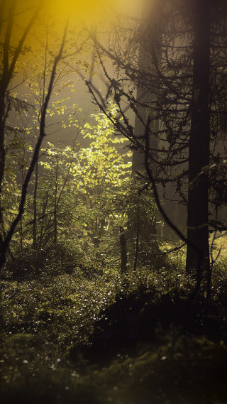 Forest trees light shining ground - free forest wallpaper