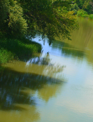 River boat tree grass forest - the water free wallpaper