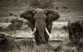 Elephant lush green field forest - amédée ozenfant free wallpaper