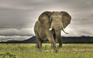Elephant field mountains clouds sky - an elephant free wallpaper