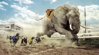 People running elephant dirt field - amédée ozenfant free wallpaper