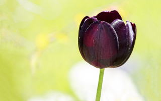 Purple flower blurry background grass - single free wallpaper