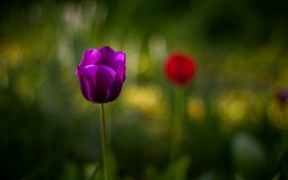 Purple flower red blurry background - a purple flower free wallpaper