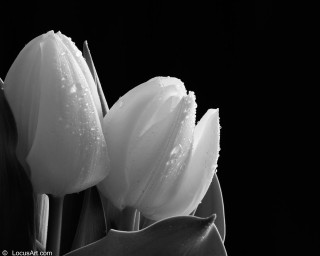 Black white flowers water droplets - a single flower in the foreground free wallpaper