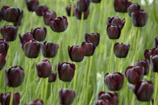 Purple flowers green stems gothic - the foreground and a blurry background free wallpaper