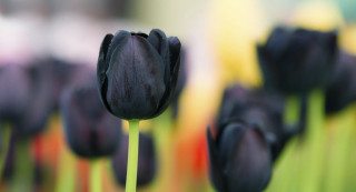 Black flowers green stems close - the foreground and a blurry background free wallpaper