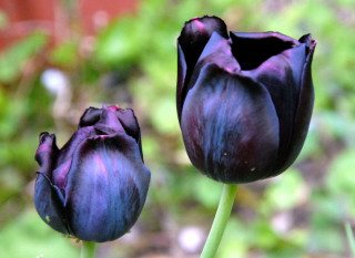 Purple flowers garden green grass - two purple flower free wallpaper