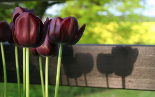 Purple flowers wooden bench tree - deep shadow free wallpaper