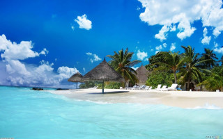 Beach palm trees lounge chairs - the shore of the ocean free wallpaper