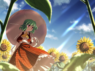 Woman sunflower umbrella plaid dress - a field of sunflowers free wallpaper