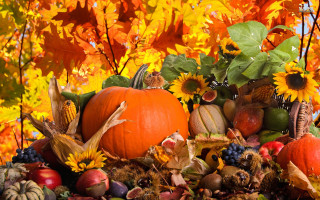Pumpkins autumn decorations tree leaves - fall vibrancy free wallpaper