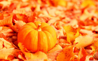 Small pumpkin leaves grass yellow - a green leaf free wallpaper